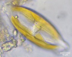 Caloneis amphisbaena