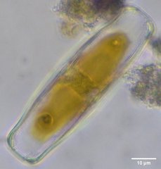 Caloneis amphisbaena