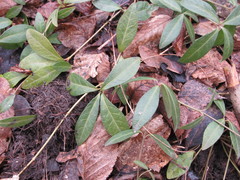 Vinca minor