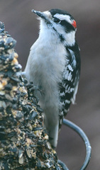 Dryobates pubescens pubescens