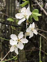 Prunus