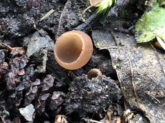 Sclerotinia