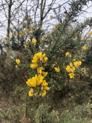 Ulex europaeus