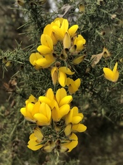 Ulex europaeus