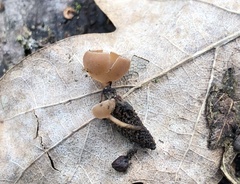 Sclerotinia