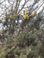 Ulex europaeus
