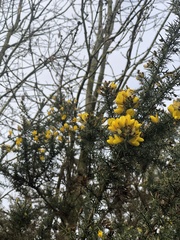 Ulex europaeus