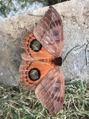 Hemileucini
