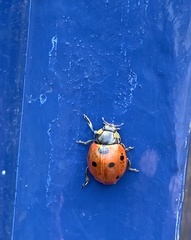 Coccinella septempunctata