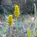 California Goldenrod - Photo (c) randomtruth, some rights reserved (CC BY-NC-SA)