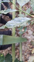 Anaca fasciata