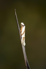 Oxythecta lygrosema