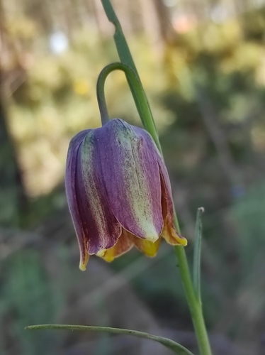 Iberian Fritillary