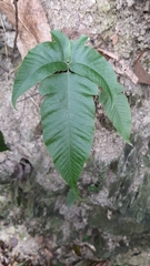 Tectaria polymorpha