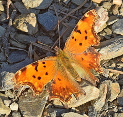 Polygonia egea