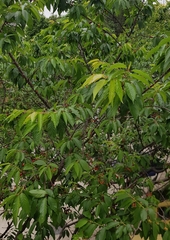 Prunus