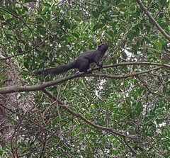 Callosciurus erythraeus