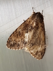 Lepidoptera
