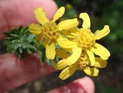 Euryops tysonii