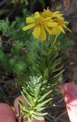 Euryops tysonii