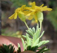 Euryops tysonii