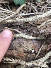 Dasylobus graniferus