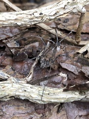 Dasylobus graniferus