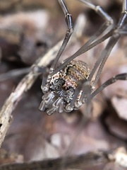 Dasylobus graniferus