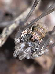 Dasylobus graniferus