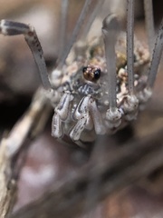 Dasylobus graniferus