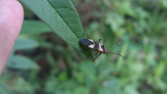 Oncopeltus unifasciatellus