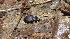 Sphaeroderus bicarinatus
