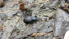 Sphaeroderus bicarinatus