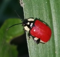 Alagoasa