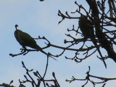 Psittacula krameri