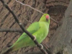 Psittacula krameri