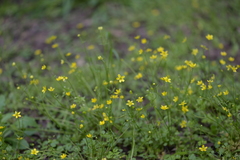 Ranunculus ternatus