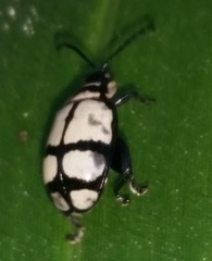Coleoptera