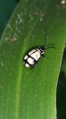 Coleoptera
