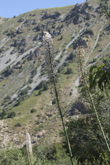 Eremurus robustus