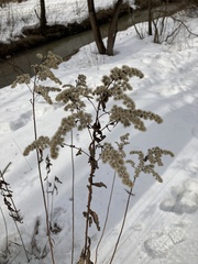 Solidago gigantea