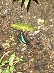 Graphium sarpedon luctatius