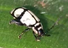 Coleoptera