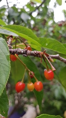 Prunus