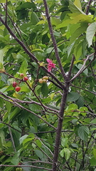 Prunus