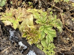 Heracleum sosnowskyi