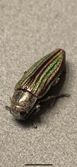 Buprestis striata
