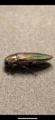 Buprestis striata