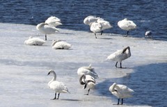 Cygnus columbianus columbianus