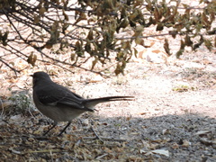 Mimus polyglottos